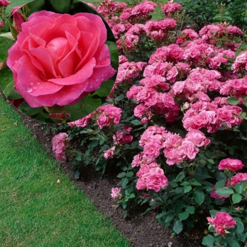 Rosa 'Melrose' - Roos 'Melrose' C4/4L